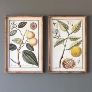 Botanical Study Citrus Print Set