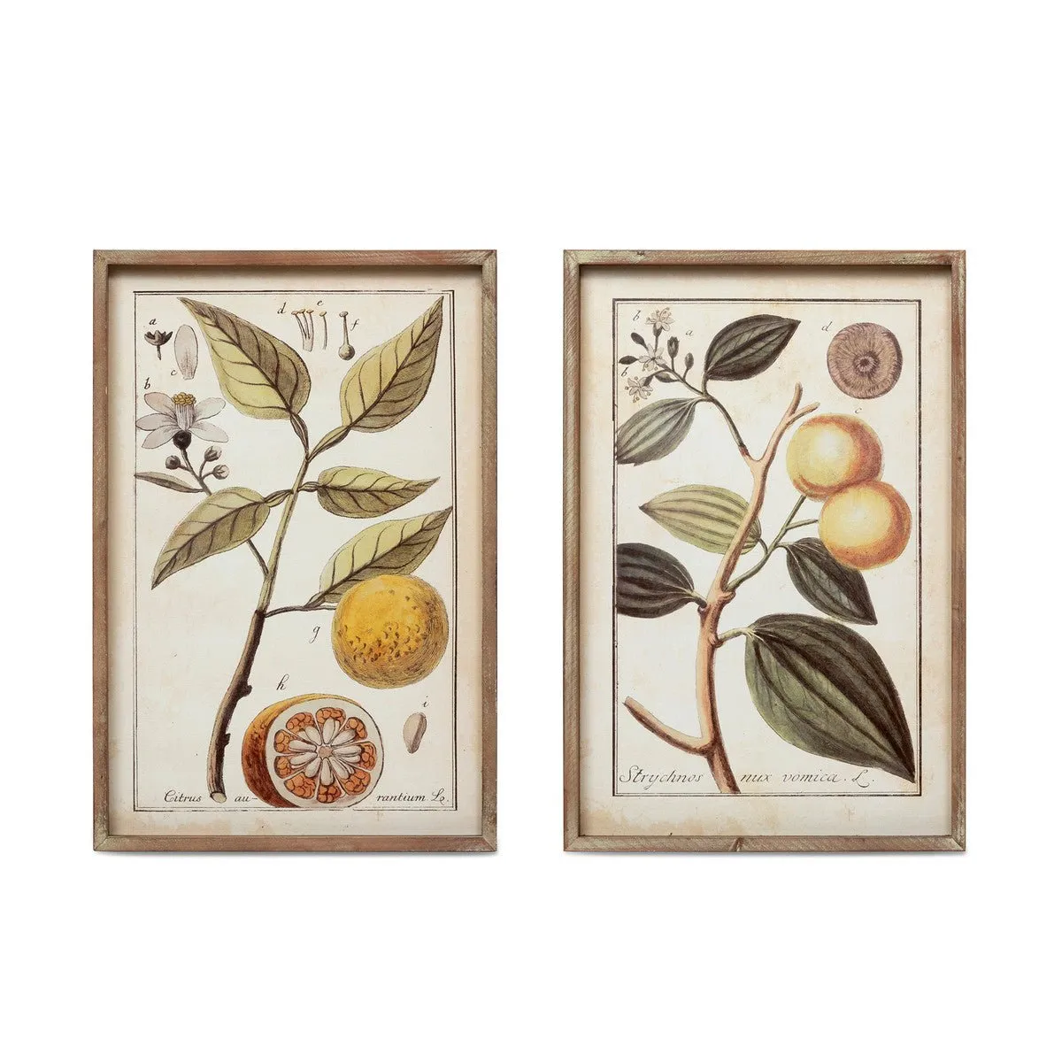 Botanical Study Citrus Print Set