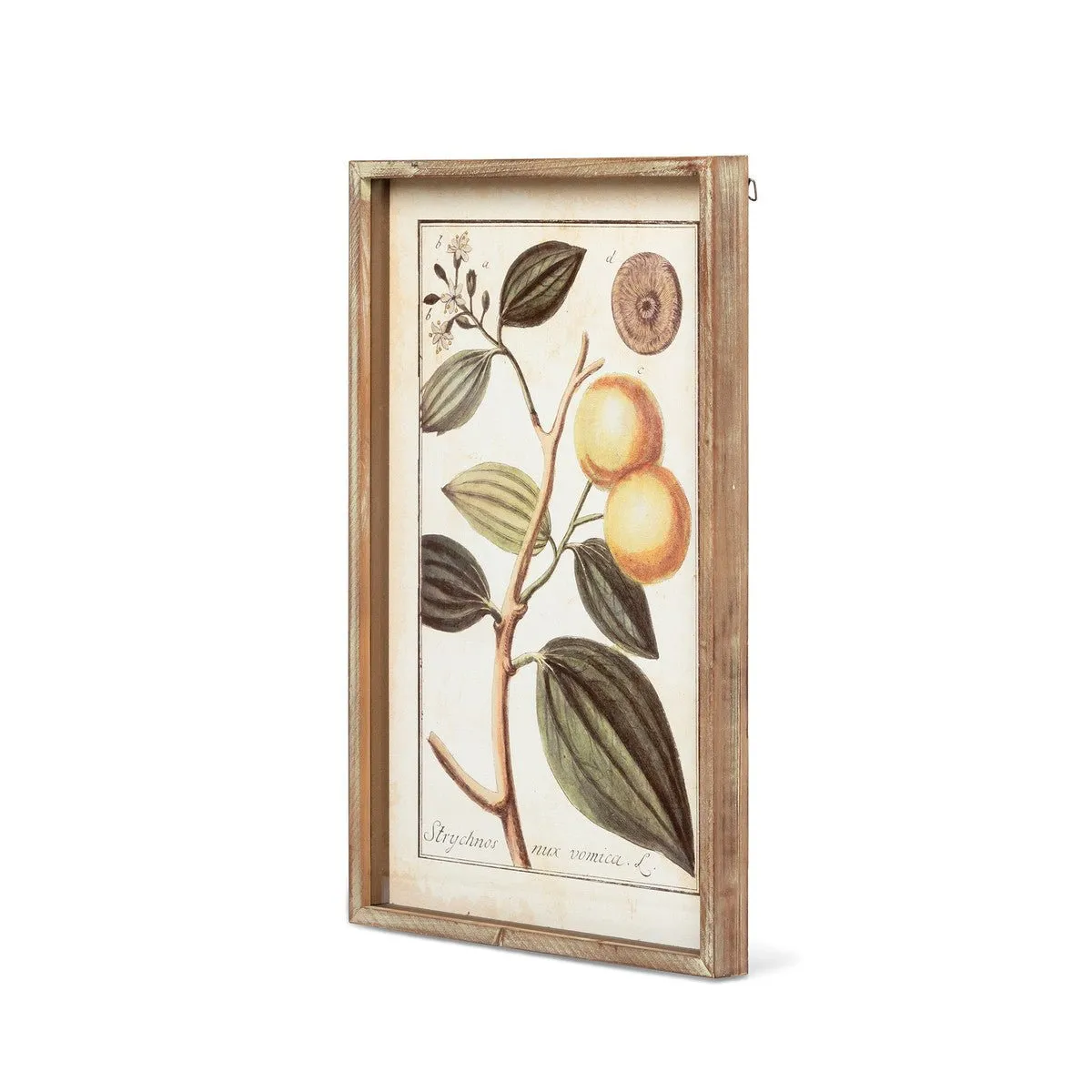Botanical Study Citrus Print Set