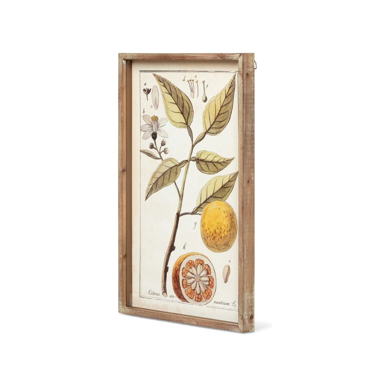 Botanical Study Citrus Print Set
